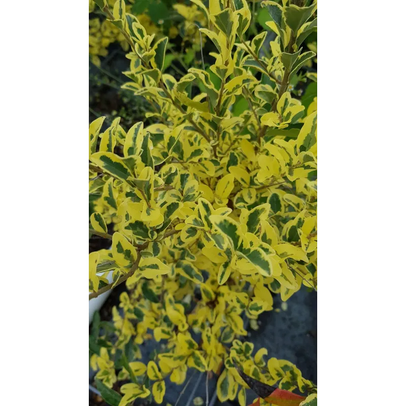 Ligustrum ibota MUSLIÂ® 'Muster' / TroÃ¨ne Ã  petites feuilles panachÃ©es