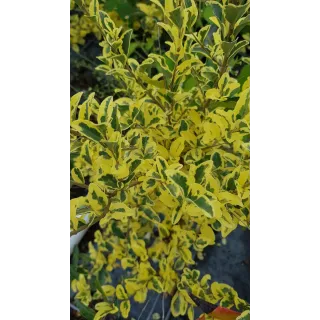 Ligustrum ibota MUSLIÂ® 'Muster' / TroÃ¨ne Ã  petites feuilles panachÃ©es