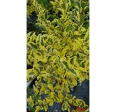 Ligustrum ibota MUSLIÂ® 'Muster' / TroÃ¨ne Ã  petites feuilles panachÃ©es