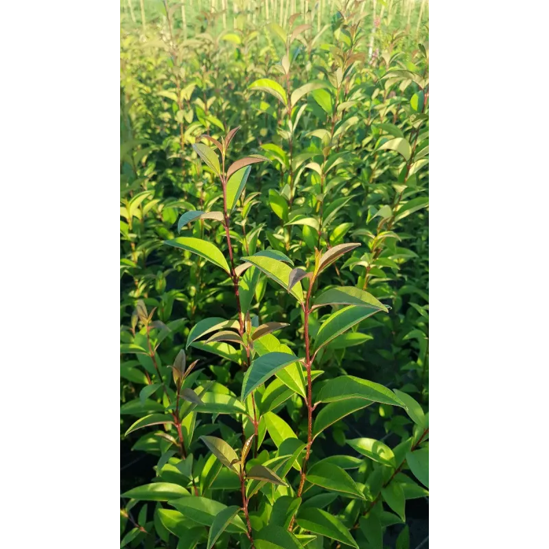 Ligustrum japonicum / TroÃ¨ne du Japon