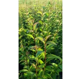 Ligustrum japonicum / TroÃ¨ne du Japon