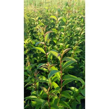 Ligustrum japonicum / TroÃ¨ne du Japon