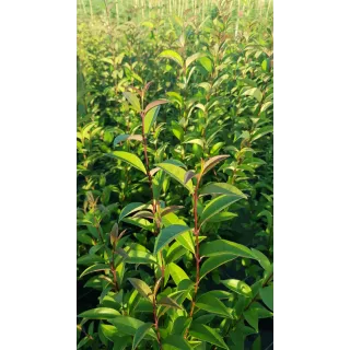 Ligustrum japonicum / TroÃ¨ne du Japon