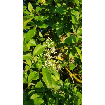 Ligustrum ovalifolium / TroÃ¨ne de Californie