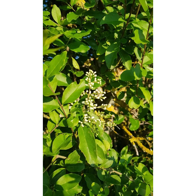 Ligustrum ovalifolium / TroÃ¨ne de Californie