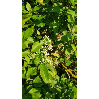 Ligustrum ovalifolium / TroÃ¨ne de Californie