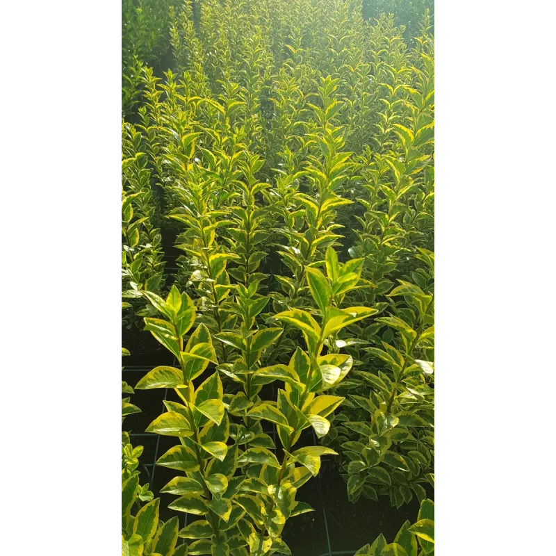 Ligustrum ovalifolium 'Aureum' / TroÃ¨ne dorÃ©