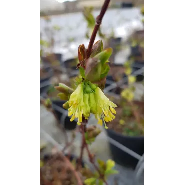 Lonicera Kamtschatica 'Duet' / Baie de Mai 'Duet'