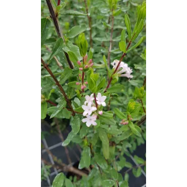 Lonicera syringantha / ChÃ¨vrefeuille Ã  fleurs de lilas