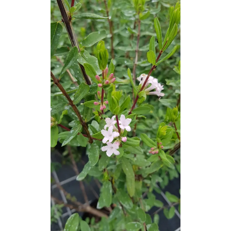 Lonicera syringantha / ChÃ¨vrefeuille Ã  fleurs de lilas