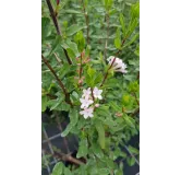 Lonicera syringantha / ChÃ¨vrefeuille Ã  fleurs de lilas