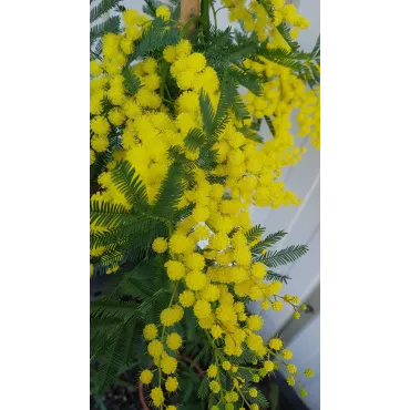 Acacia dealbata 'Gaulois Astier' (de Bouture) / Mimosa des fleuristes