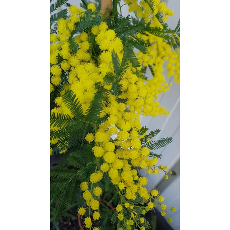 Acacia dealbata 'Gaulois Astier' (de Bouture) / Mimosa des fleuristes