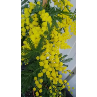 Acacia dealbata 'Gaulois Astier' (de Bouture) / Mimosa des fleuristes