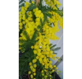 Acacia dealbata 'Gaulois Astier' (de Bouture) / Mimosa des fleuristes