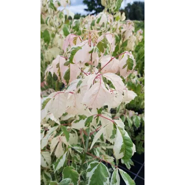 Acer negundo 'Flamingo' / Ã‰rable Ã  feuille de frÃªne panachÃ© de rose et crÃ¨me