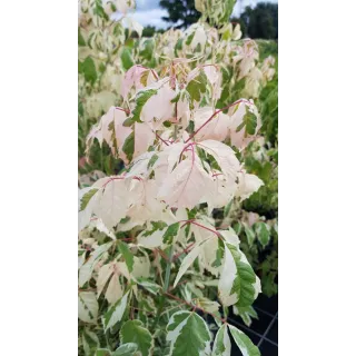 Acer negundo 'Flamingo' / Ã‰rable Ã  feuille de frÃªne panachÃ© de rose et crÃ¨me