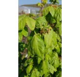 Acer campestre / Erable champÃªtre