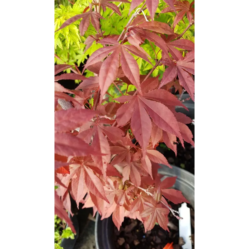 Acer palmatum 'Atropurpureum' / Erable du Japon pourpre