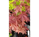 Acer palmatum 'Atropurpureum' / Erable du Japon pourpre