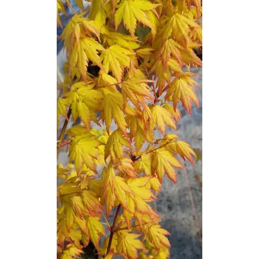 Acer palmatum 'Orange Dream' / Erable du Japon orange