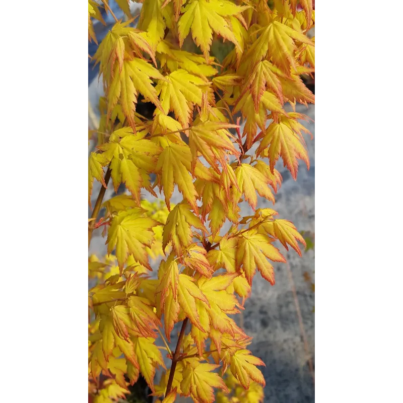 bosquet de palmiers chanvre