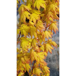 Acer palmatum 'Orange Dream' / Erable du Japon orange