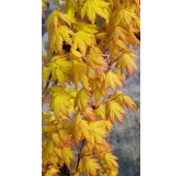 Acer palmatum 'Orange Dream' / Erable du Japon orange