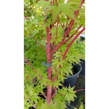 Acer palmatum 'Sangokaku' / Erable du Japon Ã  l'Ã©corce rouge corail