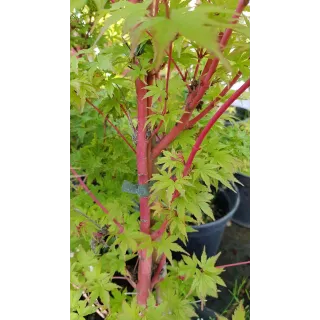 Acer palmatum 'Sangokaku' / Erable du Japon Ã  l'Ã©corce rouge corail