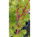 Acer palmatum 'Sangokaku' / Erable du Japon Ã  l'Ã©corce rouge corail