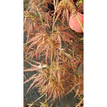 Acer palmatum dissectum 'Garnet' / Erable du Japon Ã  feuilles rouge trÃ¨s dÃ©coupÃ©es