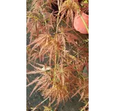 Acer palmatum dissectum 'Garnet' / Erable du Japon Ã  feuilles rouge trÃ¨s dÃ©coupÃ©es