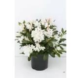 Rhododendron Cunningham's White - hauteur totale 50-60 - pot 5 ltr