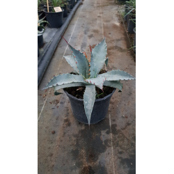 Agave deserti var. 'Simplex'