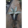 Agave deserti var. 'Simplex'