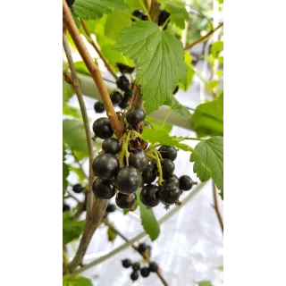 Ribes nigrum 'Andega' / Cassissier 'Andega'