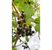 Ribes nigrum 'Andega' / Cassissier 'Andega'