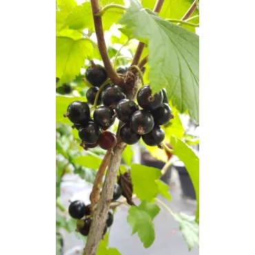 Ribes nigrum 'Blackdown' / Cassissier 'Blackdown'