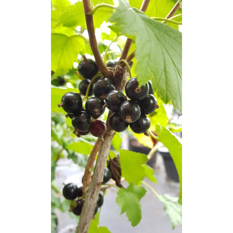 Ribes nigrum 'Blackdown' / Cassissier 'Blackdown'