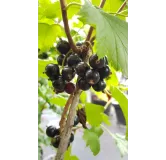 Ribes nigrum 'Blackdown' / Cassissier 'Blackdown'