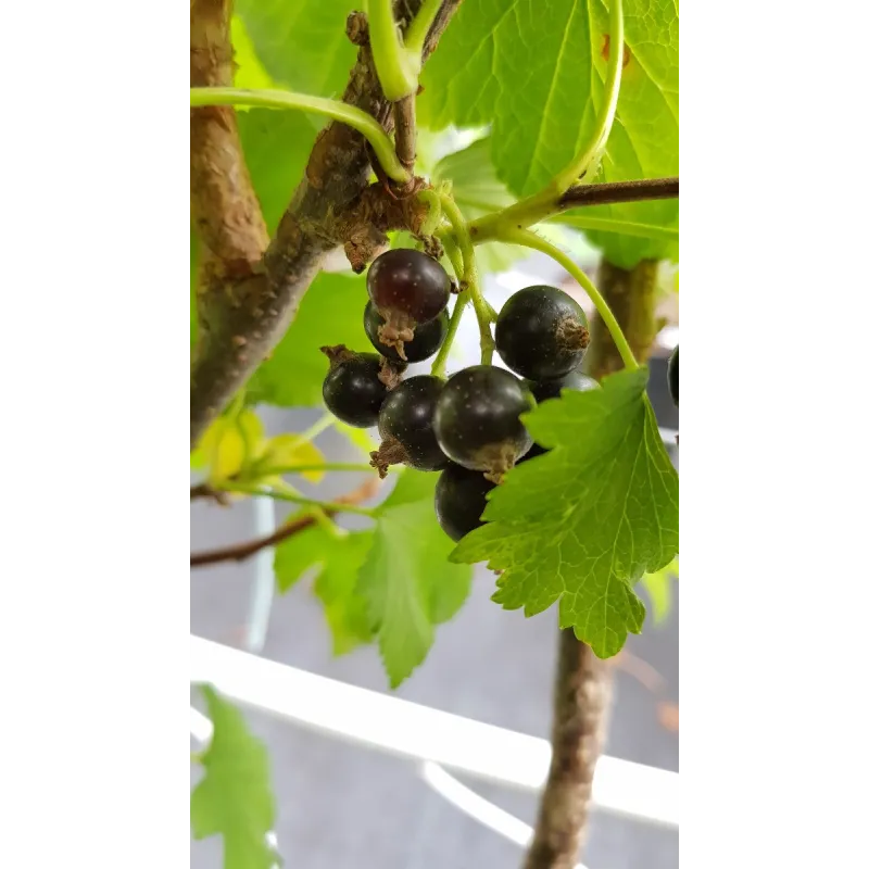 Ribes nigrum 'Costwold Cross' / Cassissier 'Costwold Cross'