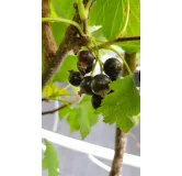 Ribes nigrum 'Costwold Cross' / Cassissier 'Costwold Cross'