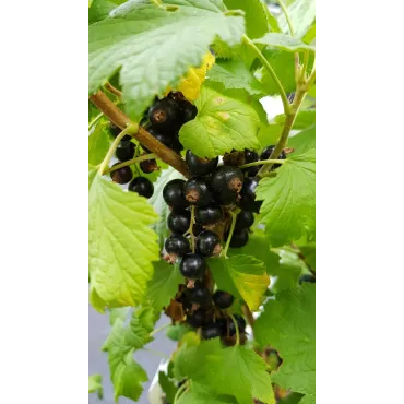 Ribes nigrum 'Noir de Bourgogne' / Cassissier 'Noir de Bourgogne'