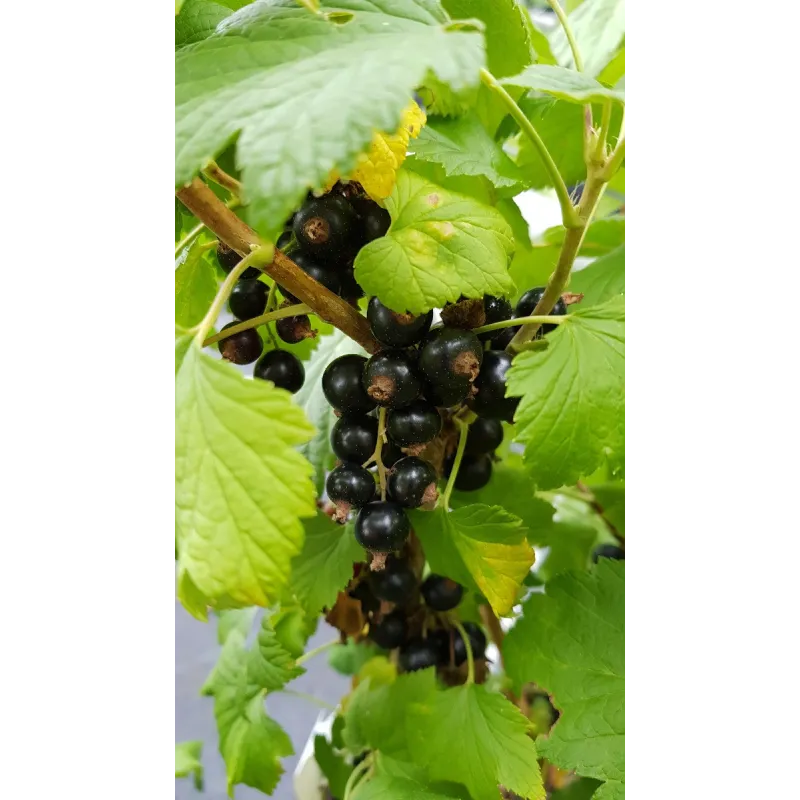 Ribes nigrum 'Noir de Bourgogne' / Cassissier 'Noir de Bourgogne'