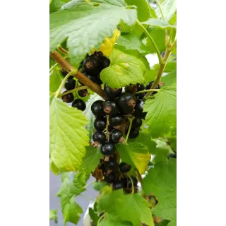 Ribes nigrum 'Noir de Bourgogne' / Cassissier 'Noir de Bourgogne'