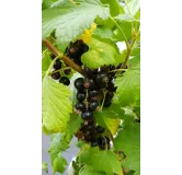 Ribes nigrum 'Noir de Bourgogne' / Cassissier 'Noir de Bourgogne'