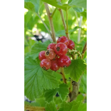 Ribes rubrum 'Red Lake' / Groseillier Ã  grappes 'Red Lake'