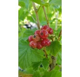 Ribes rubrum 'Red Lake' / Groseillier Ã  grappes 'Red Lake'