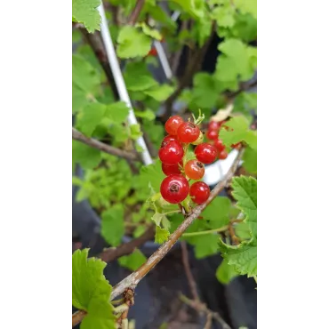 Ribes rubrum 'London Market' / Groseillier Ã  grappes 'London Market'